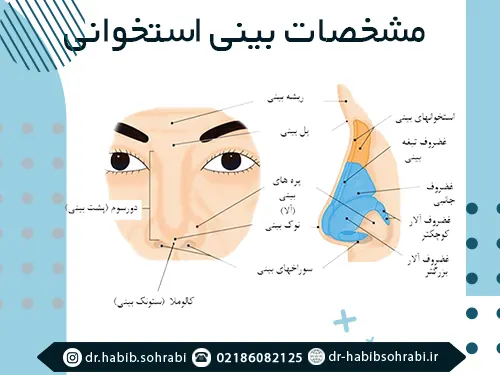 مشخصات بینی استخوانی