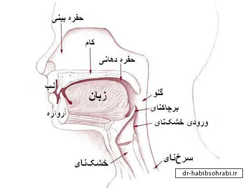 معیارهای زیبایی بینی(پشت بینی)