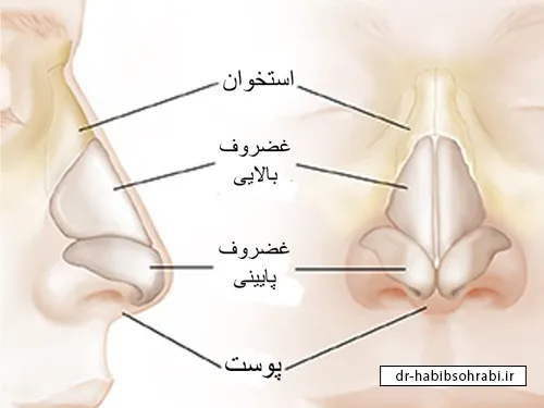 انتخاب جراح بینی مناسب(شناخت آناتومی بینی)