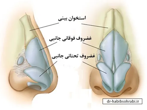 مراقبتهای بعد از عمل بینی گوشتی(مشخصات بینی گوشتی)