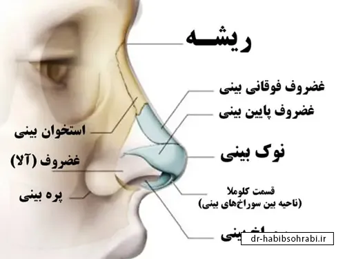 ماندگاری عمل بینی گوشتی(مشخصات بینی گوشتی)